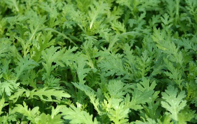 �������ӷNֲ�������������Ҫ�c��