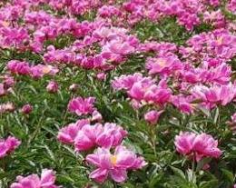 ��ˎ��ô�Nֲ����ˎ���N������Ʒ�N