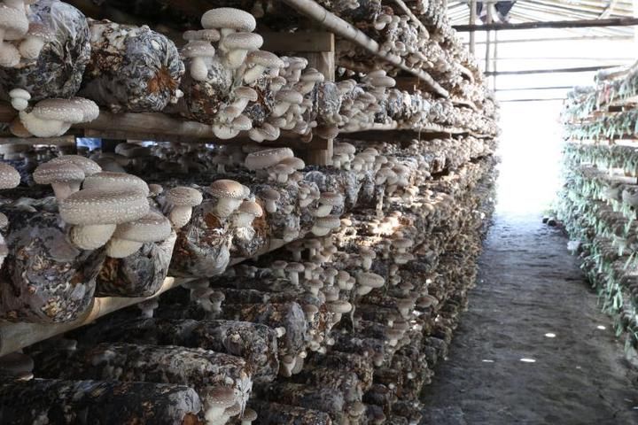 �㹽��������ι������㹽�߮a�������ɣ�