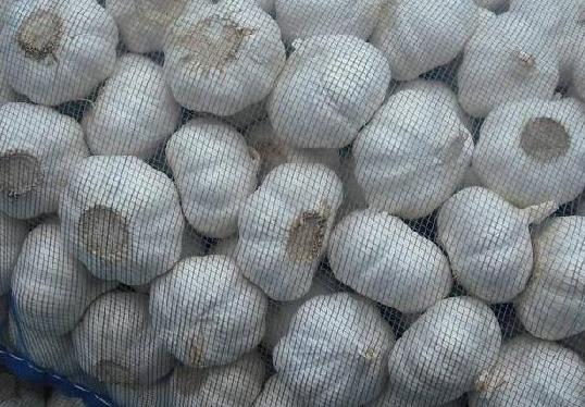 ����ʲô�r��Nֲ��������ķNֲ����