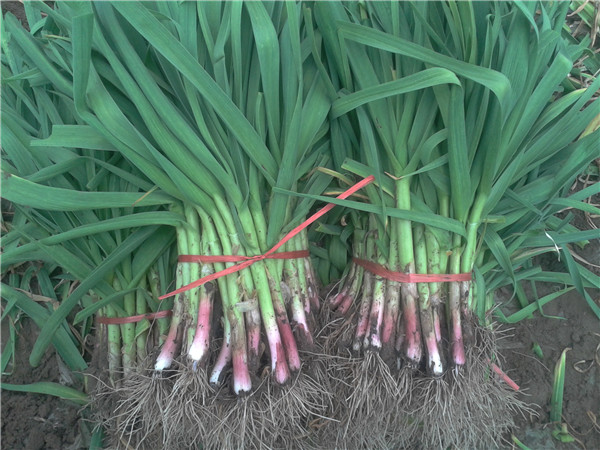 ����ķNֲ��������Щ����β��ܫ@�ø߮a��