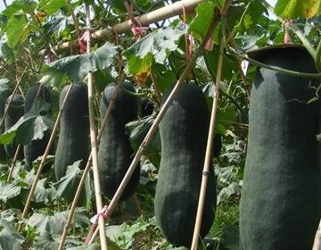 ����ʲô�r��Nֲ�����ϸ߮a�Nֲ����