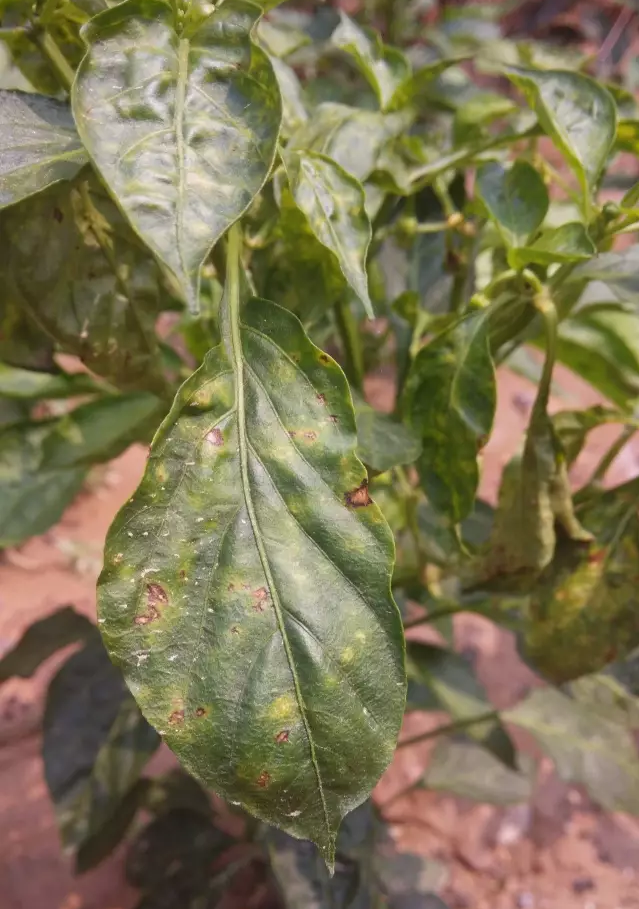 ���Ѿ��~����ô�k�����Ѿ��~���l���Լ���ֹ����