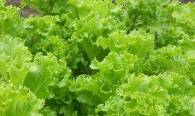 ������ô�N�����˷Nֲ�r�g���Nֲ������