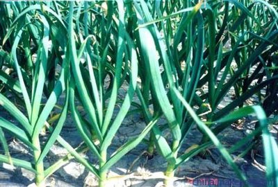 ����Nֲ��ʲô�����������N��