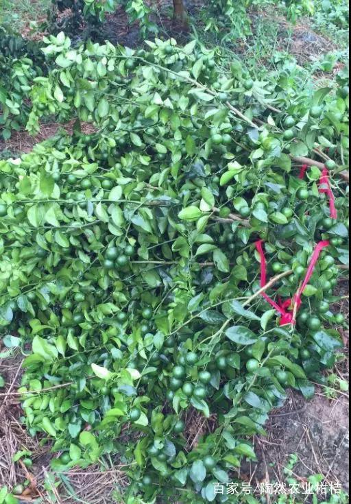 �_(t��i)�L(f��ng)�������و@�֏�(f��)���a(ch��n)���g(sh��)ָ��(d��o)��Ҋ(ji��n)