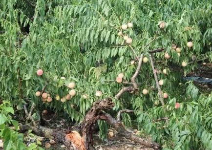 �_(t��i)�L(f��ng)������҈@�֏�(f��)���a(ch��n)���g(sh��)ָ��(d��o)��Ҋ(ji��n)