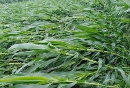 �_(t��i)�L(f��ng)�������R����(du��)�������a(ch��n)Ӱ푼���(z��i)��֏�(f��)���g(sh��)ָ��(d��o)��Ҋ(ji��n)