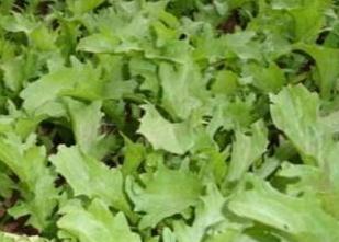 �����ηNֲ����շNֲ��Ҫע����Щ���}��