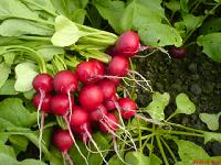 �����}��Ҫ��ô�N?�����}���ķNֲ���g(sh��)