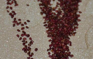 ��ݮ�N�Ӳ��N��������ݮ�N�����@ô����