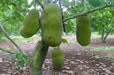 ���}��Ҫ��ô�Nֲ�����}�۵ķNֲ�������g