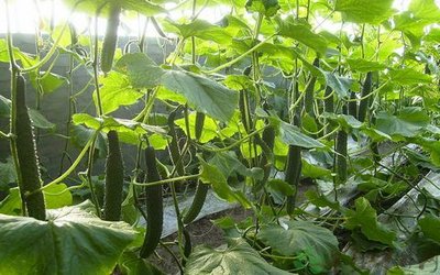 �S��ʲô�r��Nֲ���S�ϸ߮a�Nֲ���g����Щ��