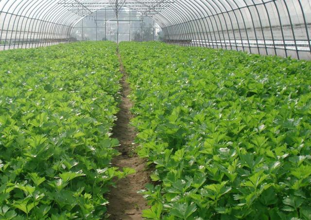 �۲˷Nֲ���Ӳ��ܸ���Խ����