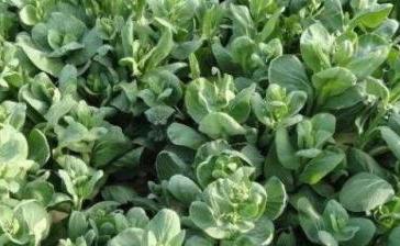 �Ͳ�ʲô�����Nֲ���ͲˏķNֲ���S����Ҫ�����