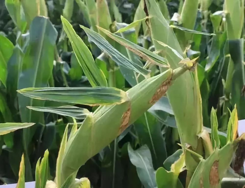 ���ס����L�����󡢶࣬�p�a�pʧ���أ��P�IҪ�����ԷN������ʩ