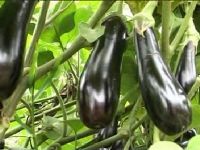 ����ʲô�r��Nֲ������һ����³��죿