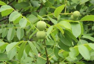 ���Ҙ�(sh��)�����߮a(ch��n)�������Ҙ�(sh��)��߮a(ch��n)���ķ�������Щ��