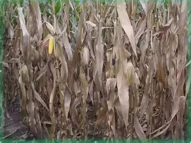 �����ի@ǰ��ʲô��ͻȻ�������������؜p�a��զ�A����