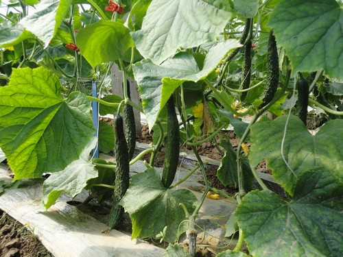 �ﶬ�����S������ʩ�ʣ��׷N���ϴ��䷽��