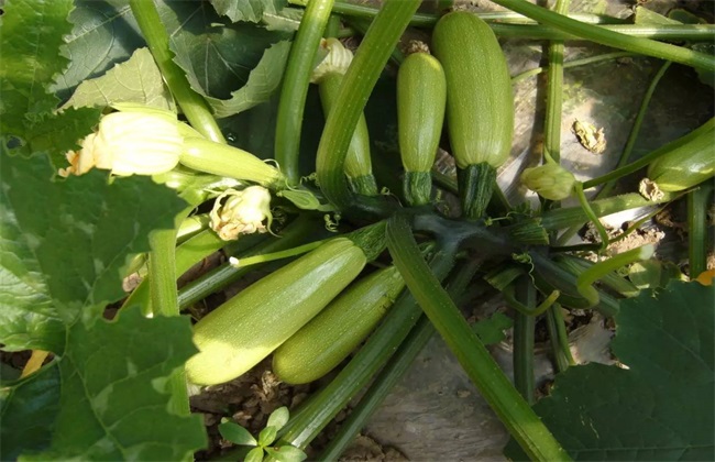 �����Jʲô�r��Nֲ�������J�Nֲ���g��