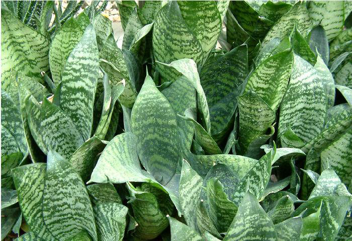 ��Ƥ�m��ô�Bֳ�źÿ�����Ƥ�m�Bֳ������