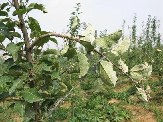 �＾��֦�����r���_ʼ�ЄӰ�