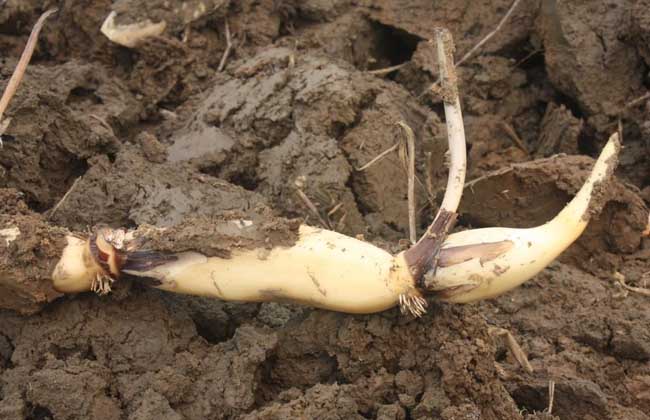 ɏź���Ӳ��ܸ߮a(ch��n)��ɏź�ĸ߮a(ch��n)�������g(sh��)