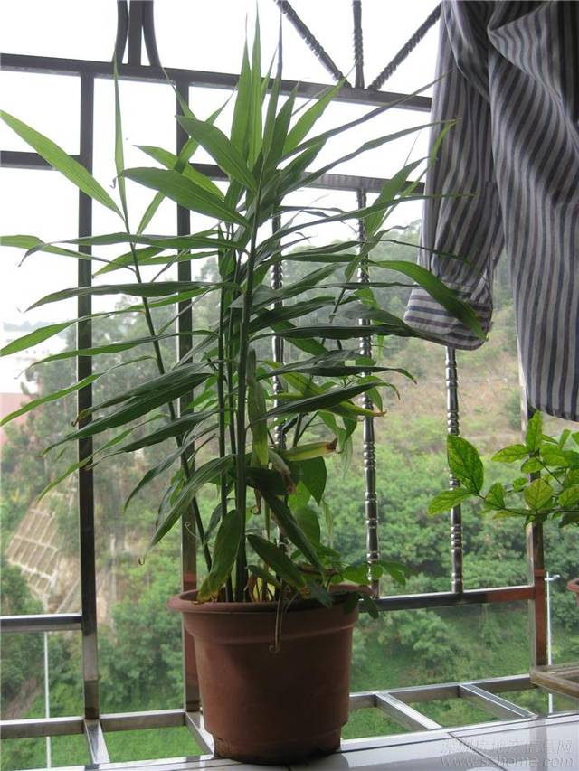 ���������ķNֲ������