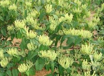 ���y�����ӷN�ã����y���NֲҪ�c��