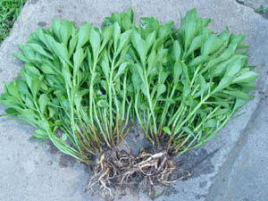 ���Ĳ����ӷNֲ�����Ĳ˵ķNֲ�����c�ճ�����