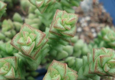 С������ô�B(y��ng)��