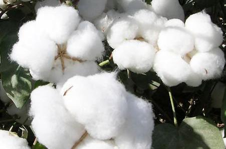 �޻���������������Ҫ�S�a(ch��n)�����_��