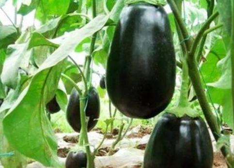 ������ô���N�����ӵĸ߮a(ch��n)�Nֲ������