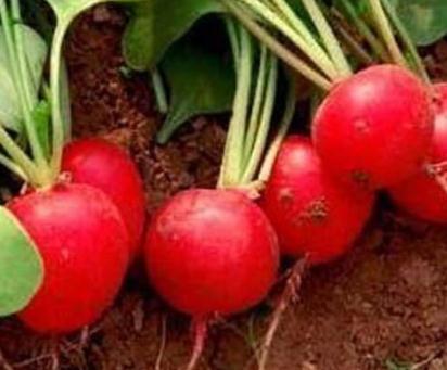 �����}�����ӷNֲ�������}�������ķ�����