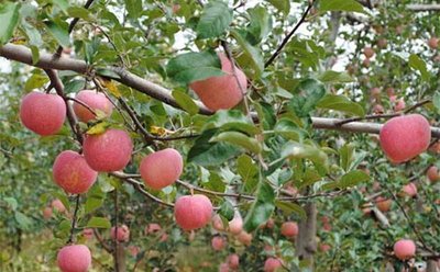 �O������˥ԭ������Щ���A���O����˥����ʩ��