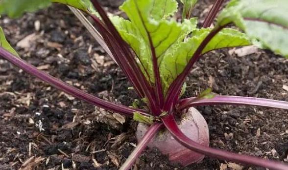 ���������ˉK�������ʼ�Ʒ�|(zh��)