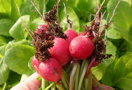 �����}��ʲô�r��Nֲ�������}���Ƿ���Ҫ��ˮ