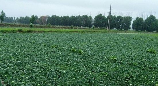 ���{(l��n)����ô�Nֲ���������_�Nֲ���{(l��n)���k����