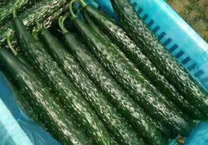 ���S����ô����Ч���ã����S�ϵķNֲ��������