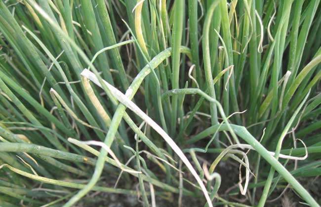 ���[�߲�ԓ��η��Σ���ʲôˎ������Ч���ã�