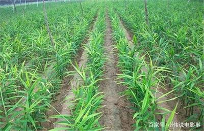 �����ķNֲ�l������Щ��