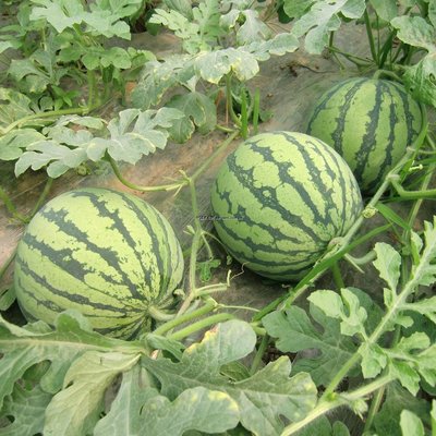 ����ʲô�r��Nֲ�ã����ϵķNֲ�r�g�ͷ�����