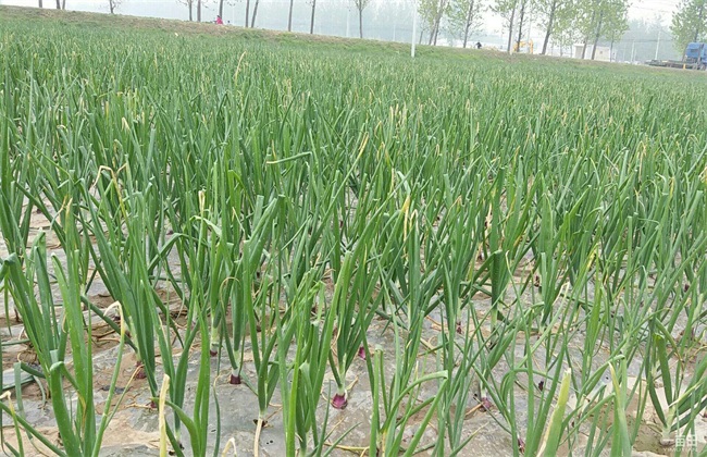 ���[�Nֲ��Ҫ��ô���������[�Nֲ�������gҪ�c��