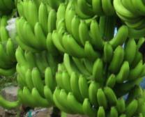 �㽶��οƌWʩ�ʣ�ʩ�ʼ��g��