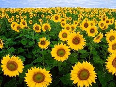 ���տ���ô�N�����տ��߮a�������g����Щ��