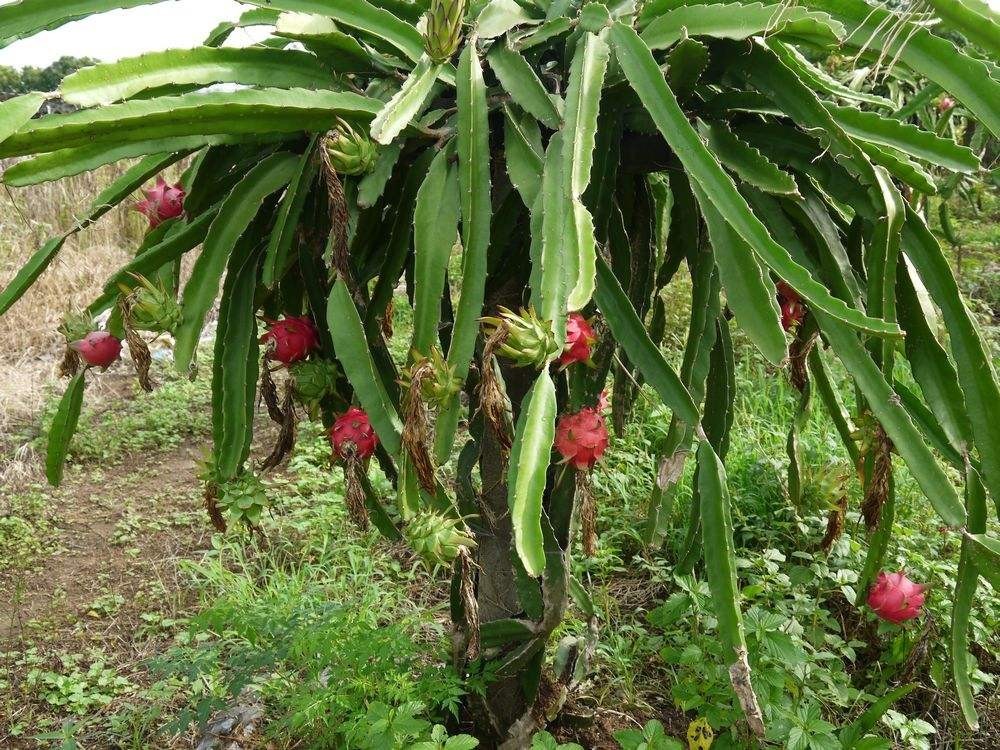 ���������·ݷNֲ���������ķNֲǰ����ô�ӣ�