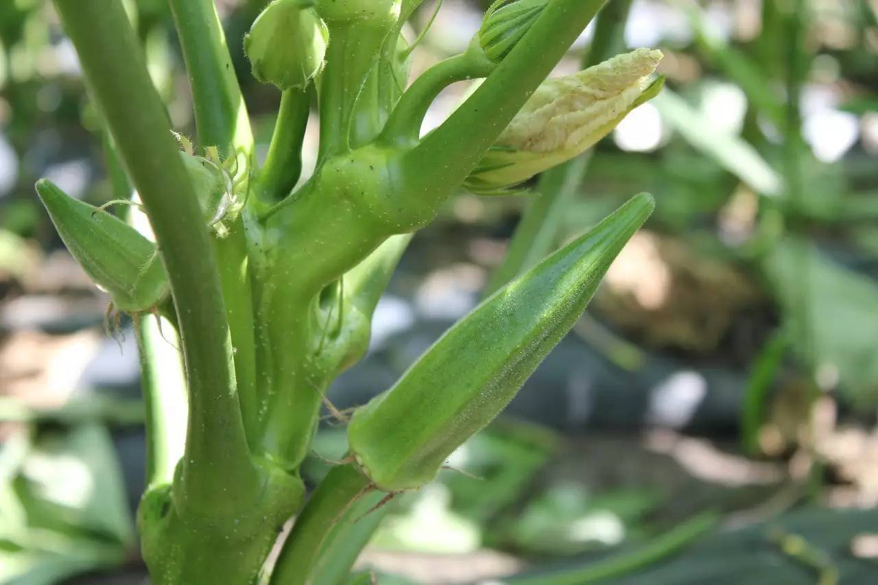 �S����Nֲ�r(sh��)ԓע��ʲô����ô������߮a(ch��n)����