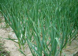 ����ķNֲ��������Щ����β��ܫ@�ø߮a��