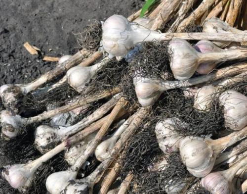 ����ʲô�r��Nֲ������Nֲ������ʲô��